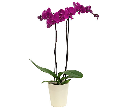 Amethyst Bliss Orchid