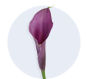 Purple Mini Calla Lily