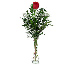 Single Rose