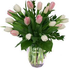 Pink & White Tulips