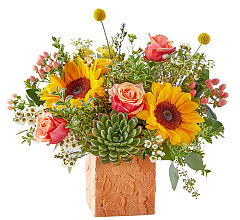 Sunflower Season
