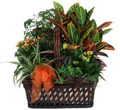 Indoor Green Plants