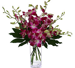 Orchids Dendrobium Cymbidium Canada Flowers Ca