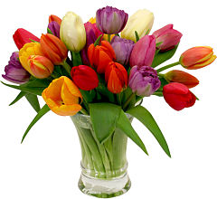 Two Dozen Tulips