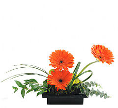 Zen Gerbera Bowl