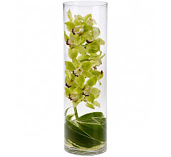 Zensational Cymbidiums