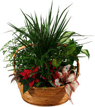 Large Poinsettia Planter