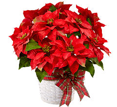 Red Poinsettia