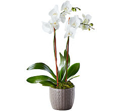 Serenity Phalaenopsis 