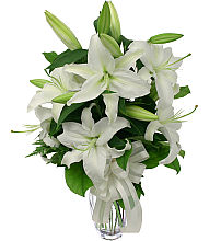 Casablanca Lilies