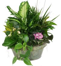 Sympathy Dish Garden