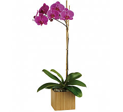 Imperial Purple Orchid