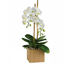 Opulent Orchids