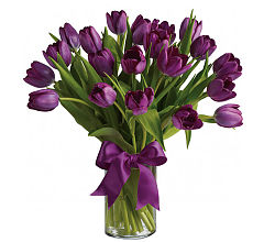 Passionate Purple Tulips