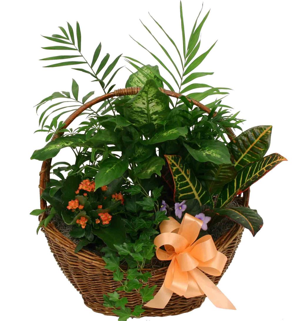 Popular Plants · Sympathy Plants · Canada Flowers