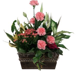 Indoor Plants