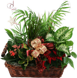 Christmas Plants & Poinsettias