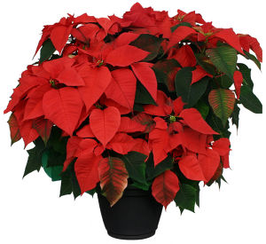 Christmas Plants & Poinsettias
