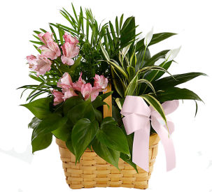 FTD® Indoor Plants