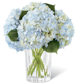 Hydrangeas