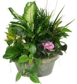 Sympathy Plants - Tropical Plants, Indoor Plants, Peace Lily, Azalea