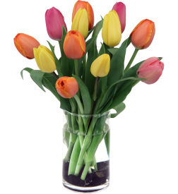 Tulips