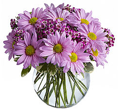 Teleflora's Delightfully Daisy Bouquet