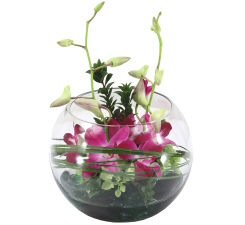 Orchids