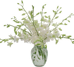 Orchids