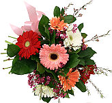 Freshly cut bouquet of mixed colour gerbera daisies with pink waxflowers.