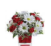 A red glass cube vase is arranged with red miniature carnations, white daisies, greens and baby's breath. For Valentine's Day!