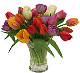 Vase arrangement of two dozen fresh spring tulips in assorted colours. Florist arranged and delivered same day across Canada.