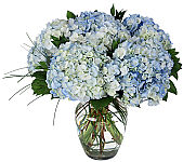 Anytime flowers featuring a vase of stunning blue hydrangeas.
