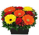 Stylish container of lush red roses with orange and yellow Gerbera daisies, berries and greenery.