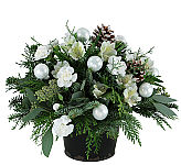 Shimmer and Shine all December long with this classic all-white design! Fluffy white carnations and elegance alstroemeria are complimented with white holiday ornaments and frosted pinecones in a vintage Christmas tin. 