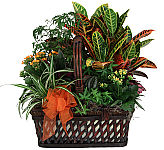 Father's Day Gift. Attractive, long lasting planter garden in handled wicker basket including at least one flowering plant.