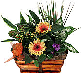 Handsome natural basket of mixed plants with a flowering plant plus Gerbera daisies inserted in the soil.