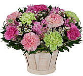 A florist designed and delivered basket of assorted carnations with lush stock and delicate waxflower.
