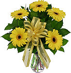 Express yourself with our Sun's Rays arrangement of yellow Gerbera daisies. A simple, bright and cheerful gift. Canada delivery same day.