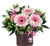 Pink and white twotoned gerbera daisies in a purple vase.