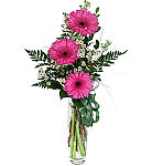 Pretty bud vase arrangement of three pink gerbera with greenery and white waxflower. Available for same day delivery across Canada.