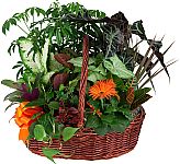 Large handled wicker basket of mixed green plants plus a flowering plant and matching bow. A healthy, longlasting alternative to cut flowers.
