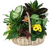 Large, deluxed mixed plants in a handled wicker basket with added flowers and bow.