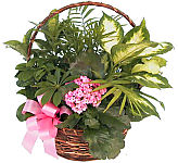 Send a gift of potted indoor plants for any occasion or sentiment. Long lasting, green and always appreciated.