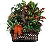 Handsome, long lasting planter garden in handled wicker basket including at least one flowering plant.