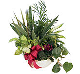 Send a long lasting planter garden to most towns or cities across Canada. Same day delivery services. Suitable for any occasion.