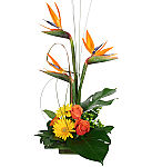 Zen inspired exotic flower arrangement with Birds of Paradise. Premium flowers online by Canada Flowers at canadaflowers.ca