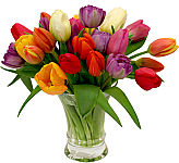 Luxurious glass vase arrangement of 24 fresh spring tulips in assorted colours. Florist arranged and delivered fresh to the door same day across Canada.