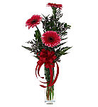 A trio of pink Gerbera Daisies are arranged with delicate flowering limonium and greenery in a stylish bud vase, along with a pretty red bow.