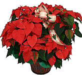 This large red poinsettia plant will definitely grab some oohs and aahs this Christmas. Available for same day delivery across Canada.